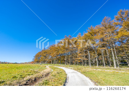 朝日の丘公園　蓼科クロスカントリーコース　信州白樺高原 116268174