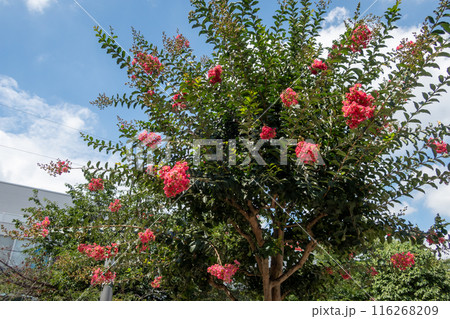 サルスベリの花 116268209