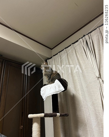 猫タワーの上に立ちすくむ、キジトラの猫ちゃんです。 猫タワーの上に立ちすくむ、キジトラの猫ちゃんです。 116268235