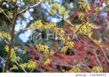 マンサクの花 116268435
