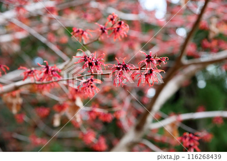 紅色マンサクの花 116268439