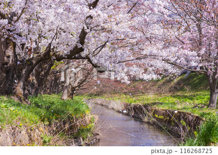 日本さくら名所100選　青森　弘前公園 116268725