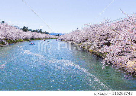 日本さくら名所100選 青森 弘前公園 日本さくら名所100選 青森 弘前公園 116268743