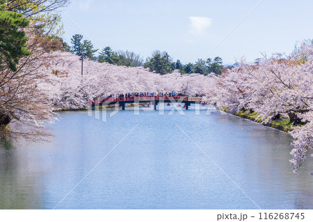 日本さくら名所100選　青森　弘前公園 116268745
