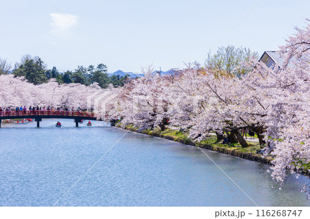 日本さくら名所100選 青森 弘前公園 日本さくら名所100選 青森 弘前公園 116268747