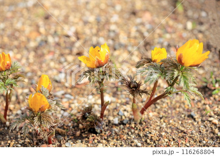 福寿草の花 116268804
