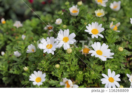 ノースポールの花 116268809