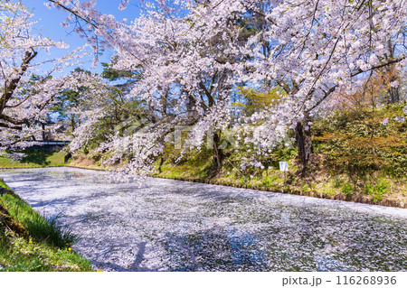 日本さくら名所100選　青森　弘前公園 116268936