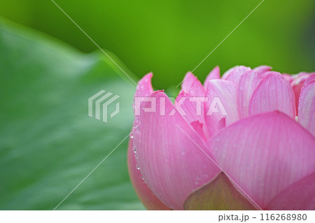 蓮の花 116268980