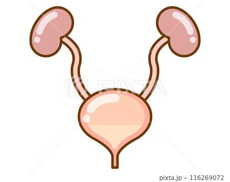 シンプルな膀胱のイラスト素材 116269072