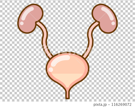 シンプルな膀胱のイラスト素材 116269072