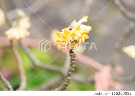 ミツマタの花 ミツマタの花 116269082