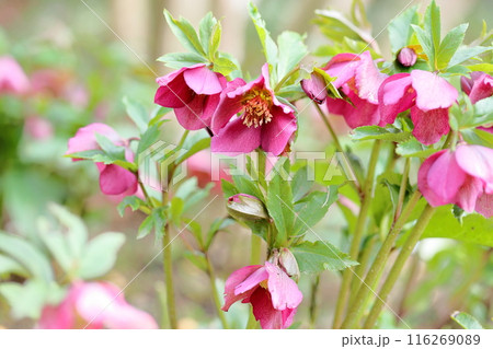クリスマスローズの花 116269089
