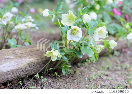 クリスマスローズの花 クリスマスローズの花 116269090