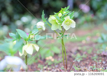 クリスマスローズの花 クリスマスローズの花 116269091