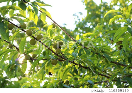 花桃の実　新緑の季節 116269159