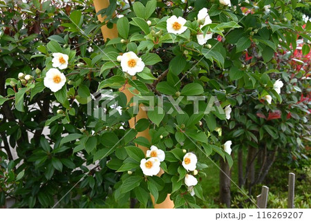 ナツツバキの花・シャラノキ・一日花 ナツツバキの花・シャラノキ・一日花 116269207