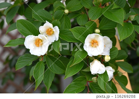 ナツツバキの花・シャラノキ・一日花 116269208