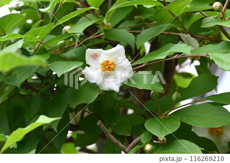 ナツツバキの花・シャラノキ・一日花 116269210