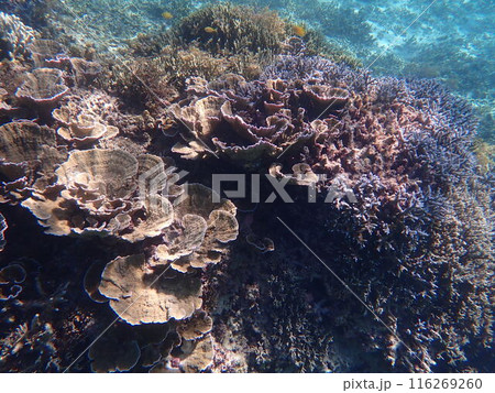 ウスコモンサンゴ広がる石垣島の海 116269260