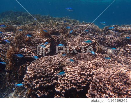 スズメダイの群れとサンゴ礁広がる石垣島の海 116269261