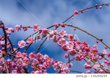 青空バックに見上げる満開の鮮やかなピンクの枝垂れ梅 116269295