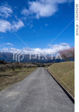 青空バックに見る雪山と梅林のコラボ情景 116269296