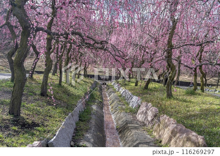 満開のカラフルな枝垂れ梅の公園の情景 116269297
