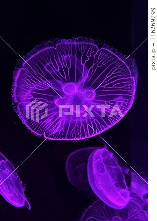 ライトアップされる幻想的なクラゲ 116269299