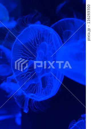 ライトアップされる幻想的なクラゲ ライトアップされる幻想的なクラゲ 116269300
