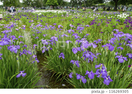 東京都 都立水元公園 葛飾菖蒲まつり 東京都 都立水元公園 葛飾菖蒲まつり 116269305