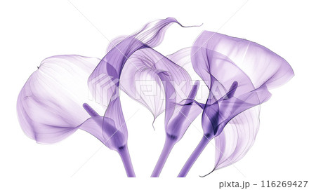 半透明の花びらを持つ紫の花、ミニマルでエレガントな構図 半透明の花びらを持つ紫の花、ミニマルでエレガントな構図 116269427
