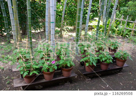 朝顔 朝顔 116269508