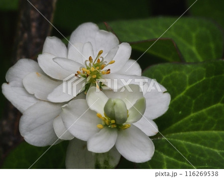 八重咲きのドクダミの花 116269538