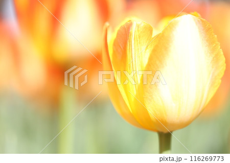 オレンジのチューリップの花畑 116269773