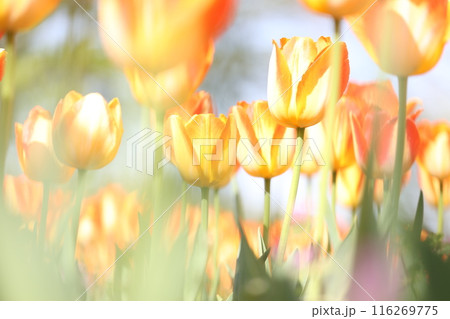 オレンジのチューリップの花畑 116269775