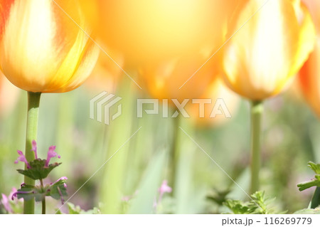 オレンジのチューリップの花畑 オレンジのチューリップの花畑 116269779