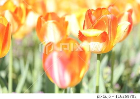 オレンジのチューリップの花畑 116269785