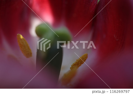 赤のチューリップ 赤のチューリップ 116269797