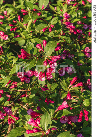 Flowers, Plant, and conifers Tree Abstract Detail Flowers, Plant, and conifers Tree Abstract Detail 116269938