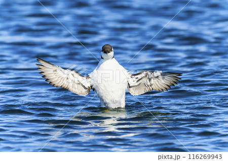羽ばたくウミガラス冬羽 羽ばたくウミガラス冬羽 116269943