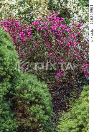 Landscaping of various conifers, trees and shrubs in the park. Photo 116269961