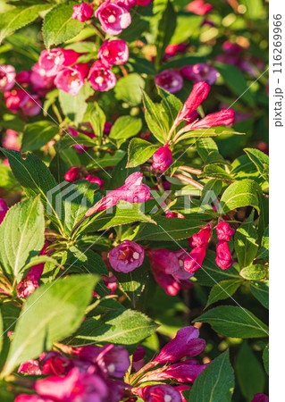 Flowers, Plant, and conifers Tree Abstract Detail 116269966