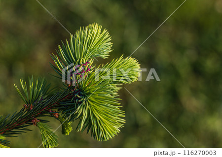 Background from Christmas tree branches Christmas Holiday card 116270003