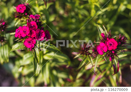 Blooming Purple Turkish cloves close up. Dianthus barbatus. Garden plants. 116270009