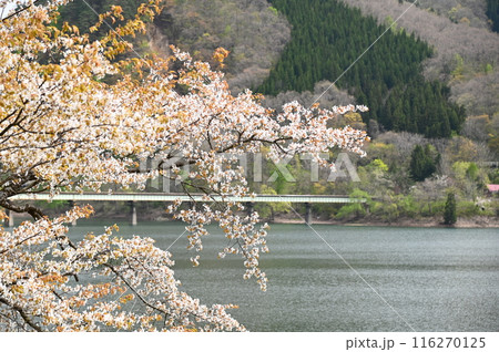 湯田の春 116270125
