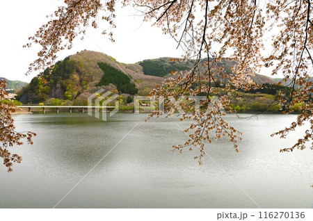 湯田の春 湯田の春 116270136