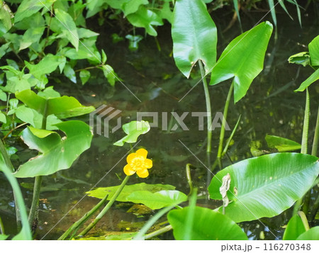 コウホネ 116270348