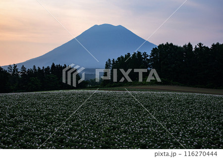 ニセコからの羊蹄山の朝焼け 116270444