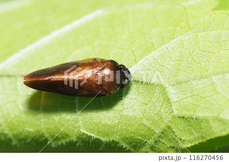 コガシラアワフキ 116270456